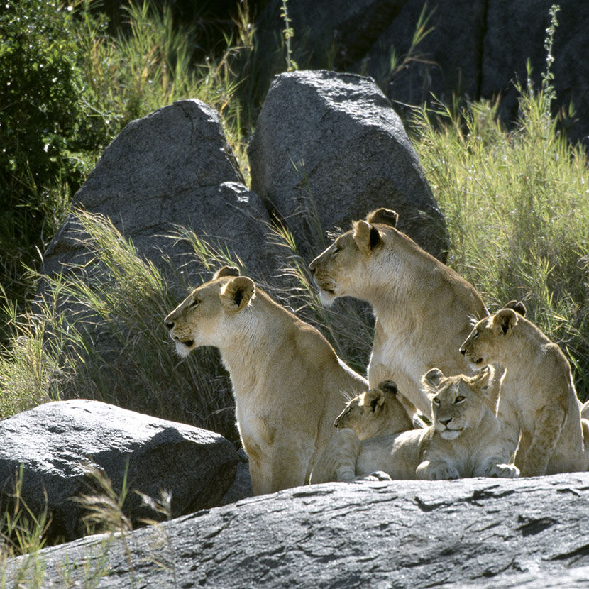 Tanzania Safari Der Serengeti National Park