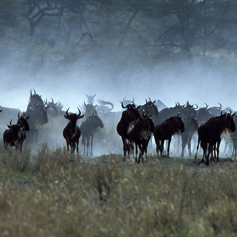 Tansania, Safari Ngorongoro, Olduvai und Laetoli treffen sich mit den Massai