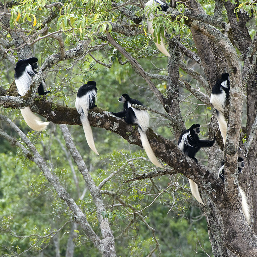 Tanzanie Safari Arusha Parc National