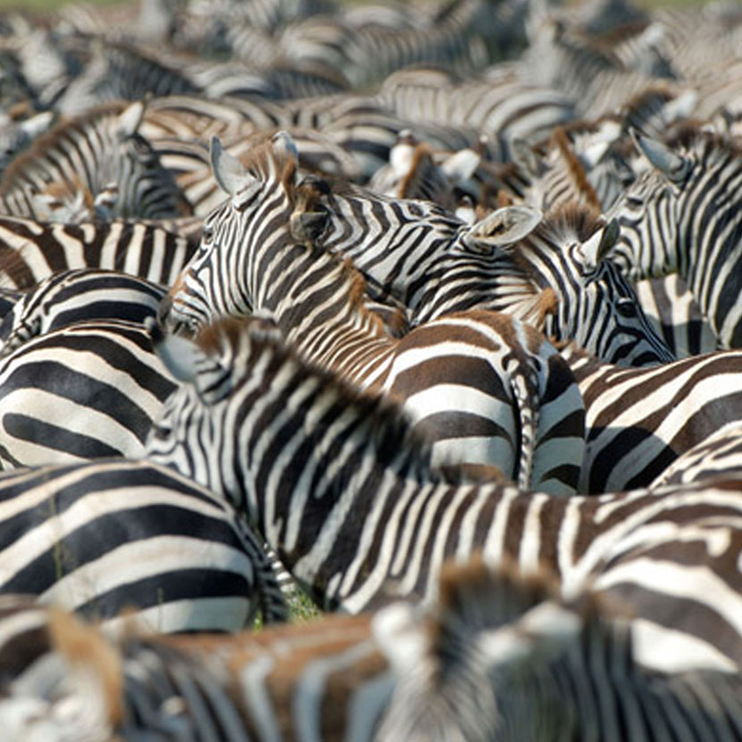 Tansania Safari National Parcs: Selous, Ruaha, Mikumi, Udzungwa, Gombe und Mahale