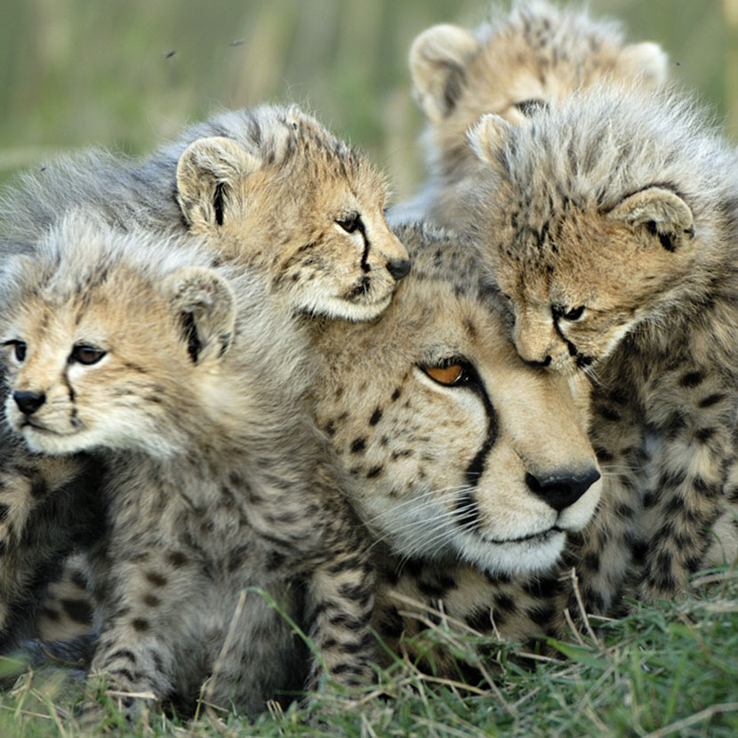 Tanzania Tour : Der Serengeti National Park