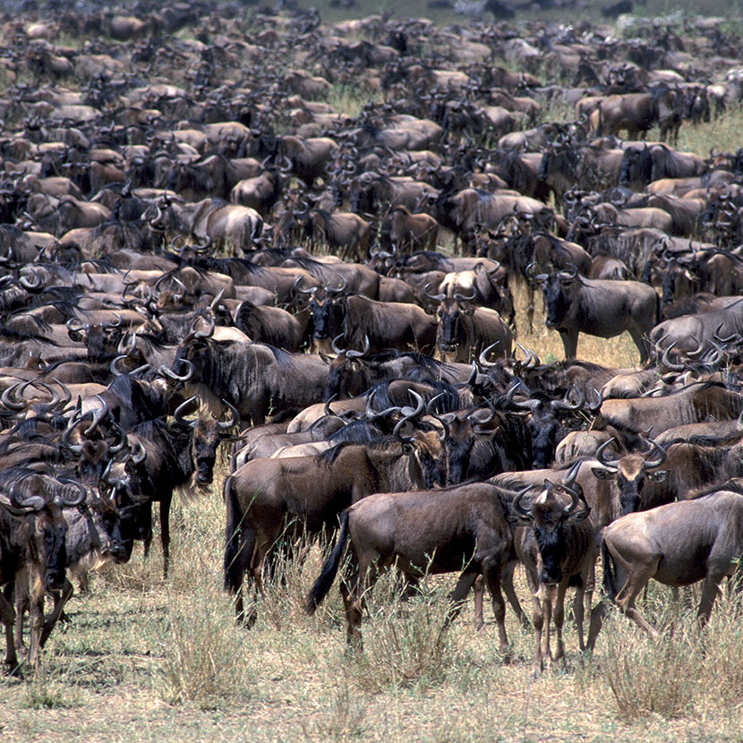 Tanzanie Serengeti : Migration des gnous, zèbres, gazelles
