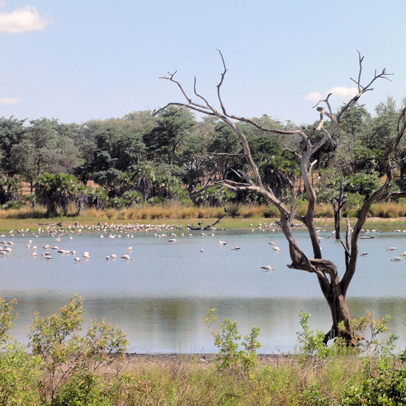 Nationalparks im Süden Tansanias : Selous