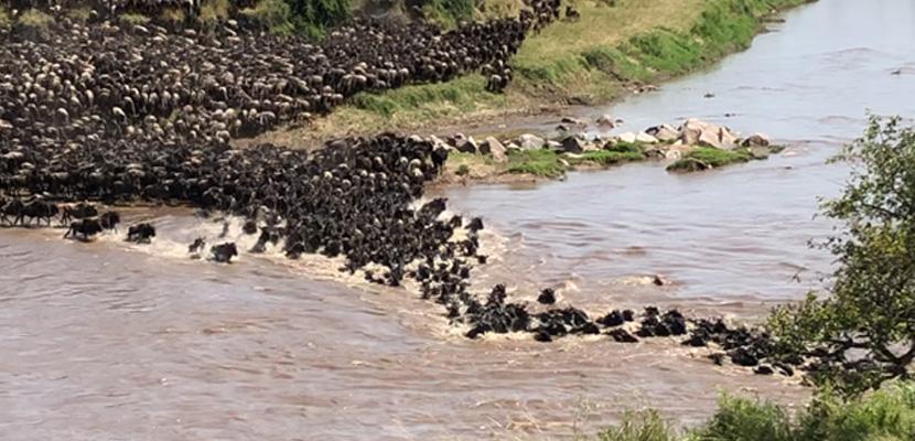 Guide to the Great Wildebeest and Zebra Migration in Tanzania