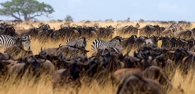 Tansania: Treffen Sie die Tiere des Serengeti Park