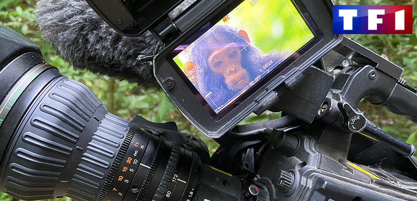 Die letzten Schimpansen in Tansania