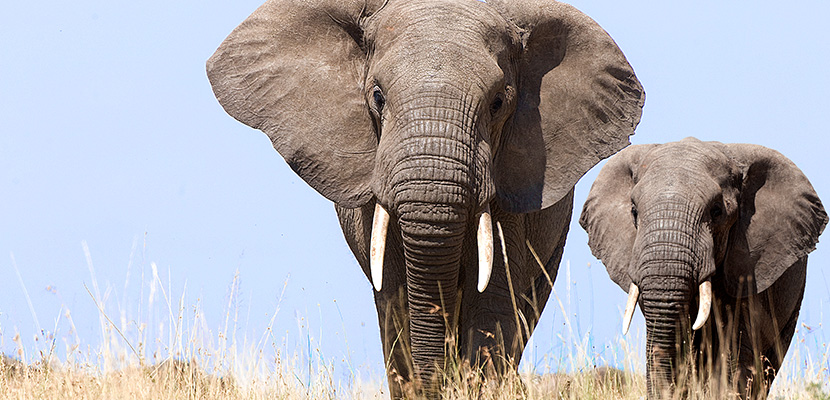 Also erkundet Soir Tansania auf der Suche nach Elefanten und den Big Five
